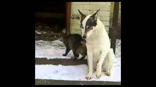 Милая котейка и застенчивый пес... =))  (Cute cat and shy dog)