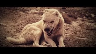 Kontra K - Wölfe (Videoclip)