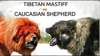 Tibetan mastiff Vs Caucasian shepherd (Breed Info and Comparison)