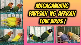 ANO ANO ANG MAGAGANDANG PARESAN NG MGA AFRICAN LOVE BIRDS