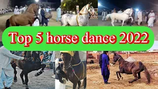 top 5 best horse (ghoda) dance in 2022 || horse dance in pakistan