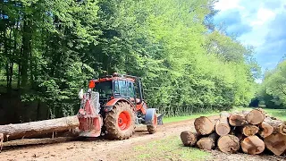 Logging next to the wort, we start in the new growth, Amles, Stihl ms 462, Zetor Proxima 110 plus