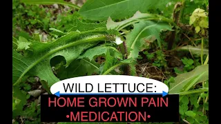 Wild Lettuce- identification and uses