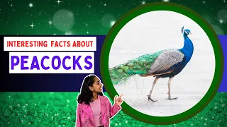 Unraveling the Beauty and Mystery of Peacocks 🦚