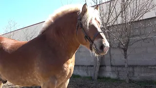 In vizita la ferma lui Vladut si a lui Lucian de la Beius, Bihor - 2021 Nou!!!