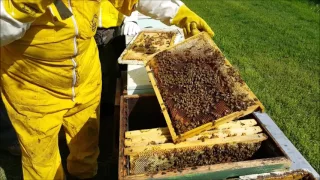 Il mondo delle api, lezione pratica di apicoltura