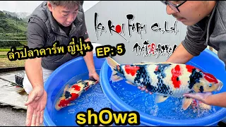 ล่าปลาคาร์พญี่ปุ่น EP:5 Showa ISA Koi Farm  Niigata Japan