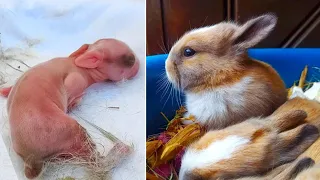 Rabbit Growth - Baby Rabbit growing up #animals #bunny #rabbit