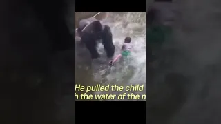 That was sad ~ Gorilla was killed #shorts #gorilla