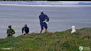 Live Royal Albatross (New Zealand) - Королевский альбатрос (Новая Зеландия)