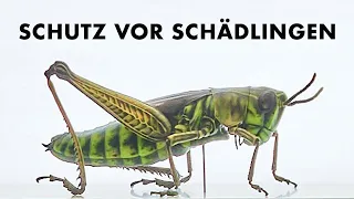 Weniger Pestizide - wie schützen wir künftig Nahrungspflanzen vor Schädlingen und Krankheiten?