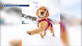 Meet Cashew, Mt. Bachelor's new avalanche rescue pup