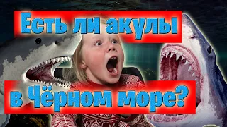 Есть ли акулы в Чёрном море в Крыму?