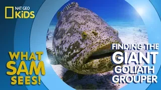 Finding the Giant Goliath Grouper | What Sam Sees