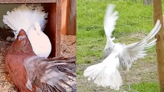 Indian Fantail Pigeons Flying Around the Aviary and Feeding Chicks