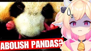 Should We Let Nature Finally Delete Pandas? | rosiebellmoo reacts to Casual Geographic