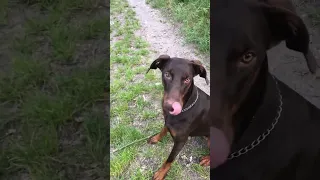 Прогулянки до озера #animal #cutepuppy #doberman #dog #funny #kremenchuk