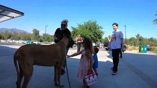 Cash 2.0 Great Dane at the Los Angeles Zoo