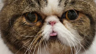 Hilarious air licking cat loves the dryer