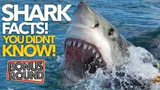 SHARK FACTS YOU JUST DIDN'T KNOW!  Mind Blown! QI