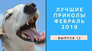 ЛУЧШИЕ ПРИКОЛЫ ФЕВРАЛЬ 2019 /ВЫПУСК 5/ Много приколов/Ютуб приколы года/