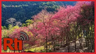 Cherry blossoms bloom in Taiwan's Alishan mountain | Taiwan News | RTI