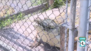 Crocodile Encounter in Angleton is the crocodile capital of Texas | HOUSTON LIFE | KPRC 2