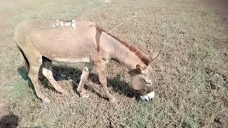 So Cute Donkey In My Village Life And Eating Grass