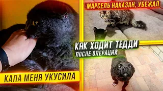 Как Сима? Как освоились котята с подвала?  Обзор хвостатых ищущих дом. Марсель сбежал.