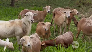 Ranking de las razas ovinas para trópico seco - La Finca de Hoy