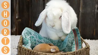 Mama Bunny Cleans Baby Bunnies 🧡 #shorts
