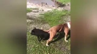 Dog mating with pig🙉