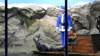Тюлень качает пресс (Океанариум, СПб)