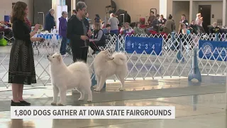 Canine community attends 2024 Central Iowa Cluster Dog Show in Des Moines