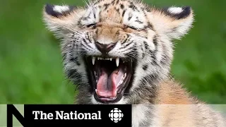 Saving the endangered Siberian tigers from extinction | Dispatch