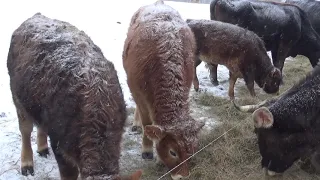 Прогулка с коровами в феврале. Зимний выпас КРС