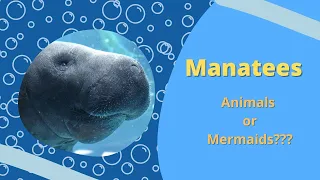 Manatee or Mermaid? | Animal Education Videos for Kids