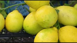 Лимон на юге Дагестана