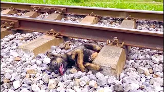 poor dog hit by a train and saved, a sad video ending up a happy story