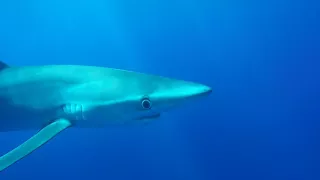 Blue shark encounter, Azores