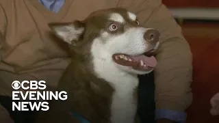 Missing dog reunited with family after 18 months apart