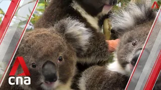 Australia bushfires: Koala victims start to return home