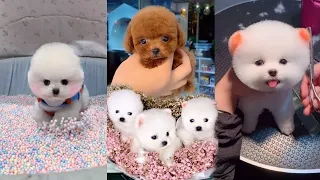 Забавный и милый шпиц - Cute Pomeranian😍 #1