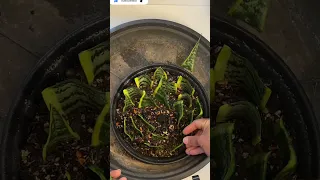 Propagate Snake Plant by Leaf 🍃