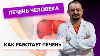 Печень человека, её строение и принцип работы