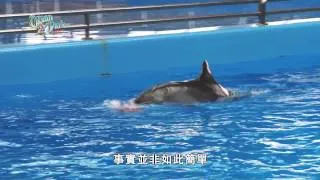 海洋公園好戲在後台第八集 -- 海豚老友記(上集) (HD 1080)