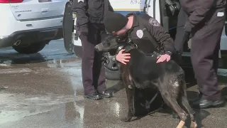 University City police honor K9 officer with final walk