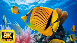 Colors Of The Ocean 8K ULTRA HD - The best sea animals for relaxing and soothing music #1