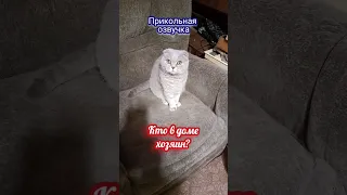 Кто в доме хозяин?🤣 #cat #прикольнаяозвучка #юмор