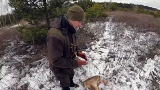 Охота на зайца с дратхааром.Hare hunting in the first person